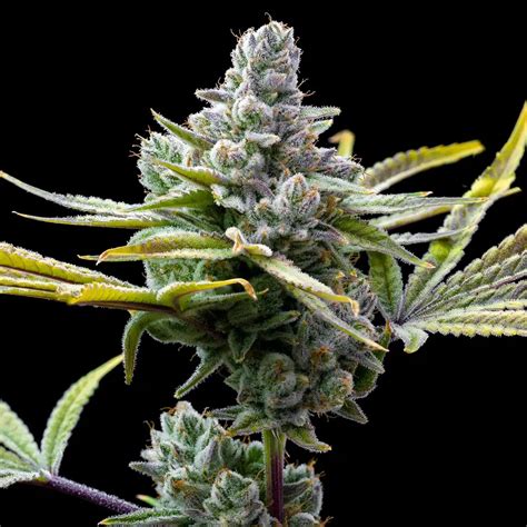 red hair sensimilla strain seeds|Mexican Red Hair Auto 